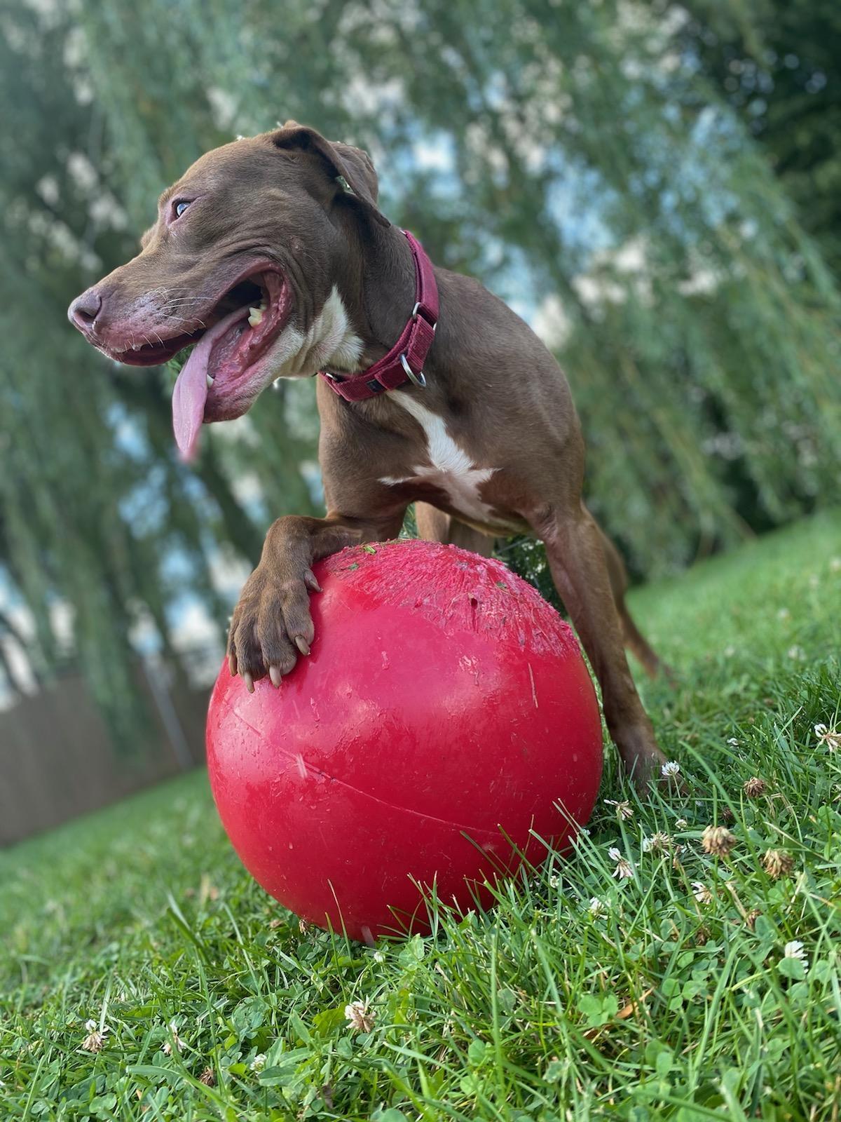 Espresso, a Adoptable Mixed Breed image 3/5