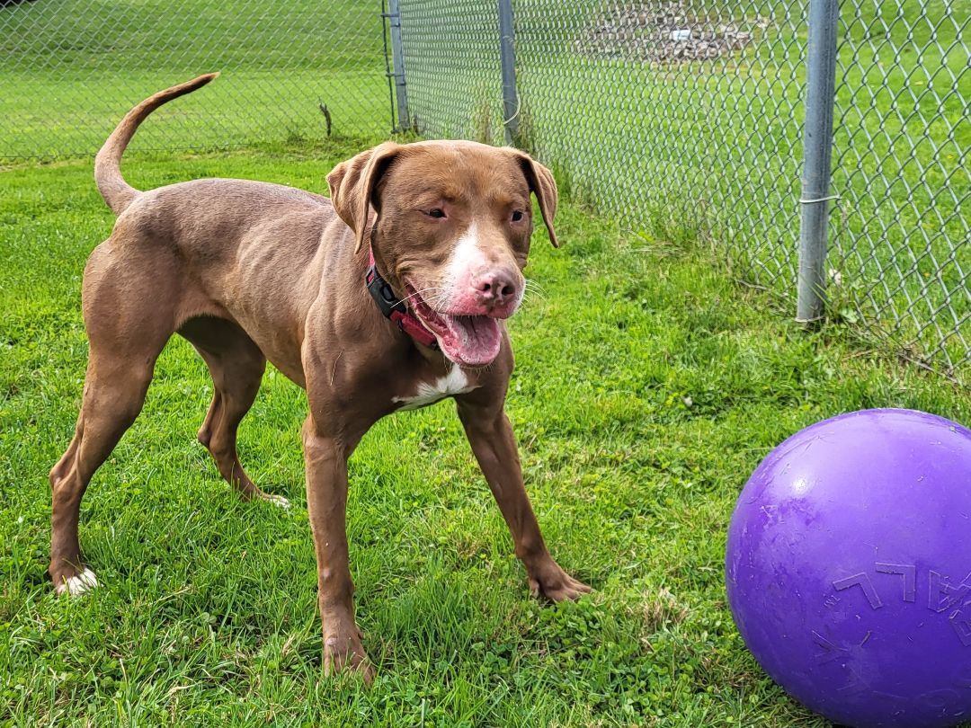 Espresso, a Adoptable Mixed Breed image 4/5