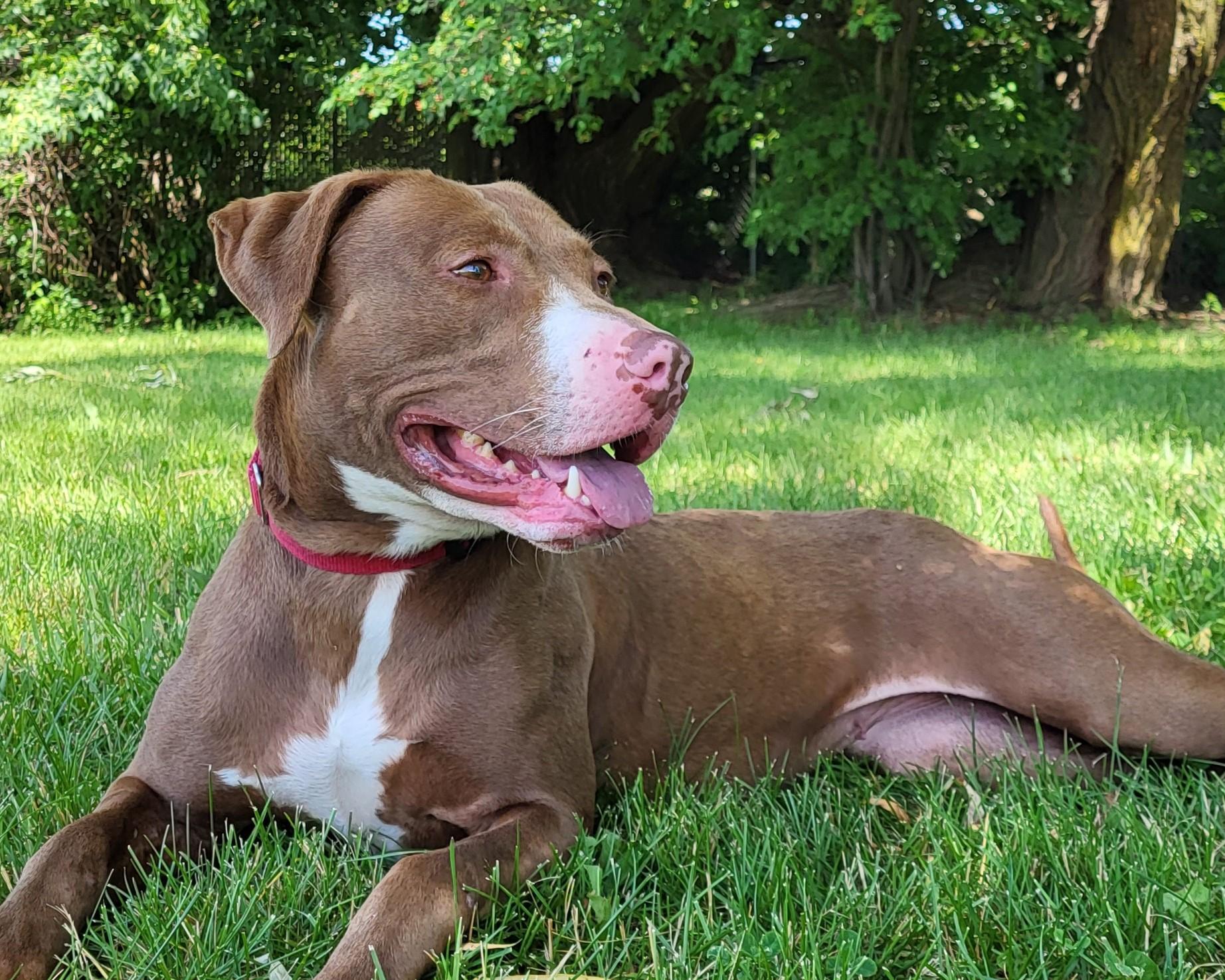 Espresso, Adoptable, Adult Female Mixed Breed.