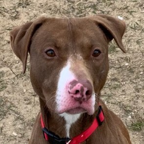 Espresso, a Adoptable Mixed Breed image 5/5