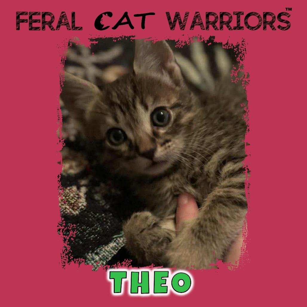 Theo, Adoptable, Kitten Male Domestic Short Hair.