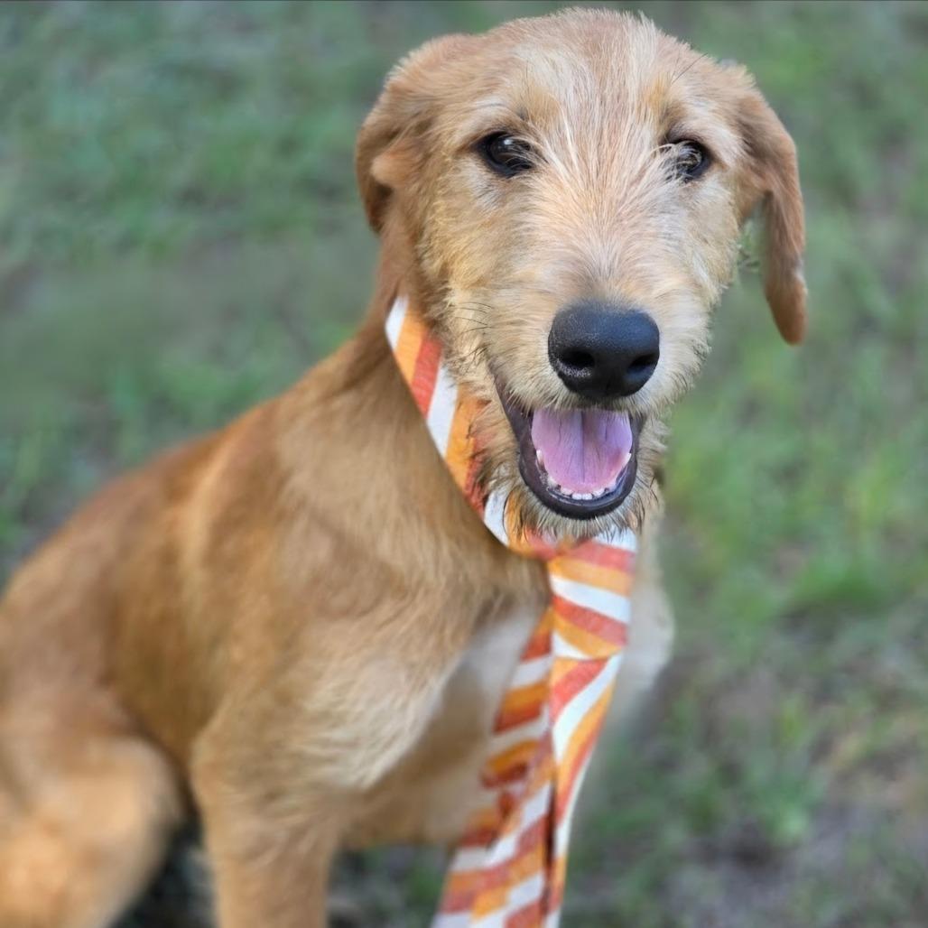 Enlarge Dukes, a Adoptable mixed breed in Brattleboro, VT image 4/5