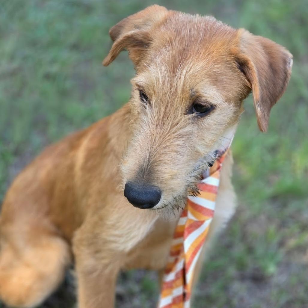 Enlarge Dukes, a Adoptable mixed breed in Brattleboro, VT image 5/5