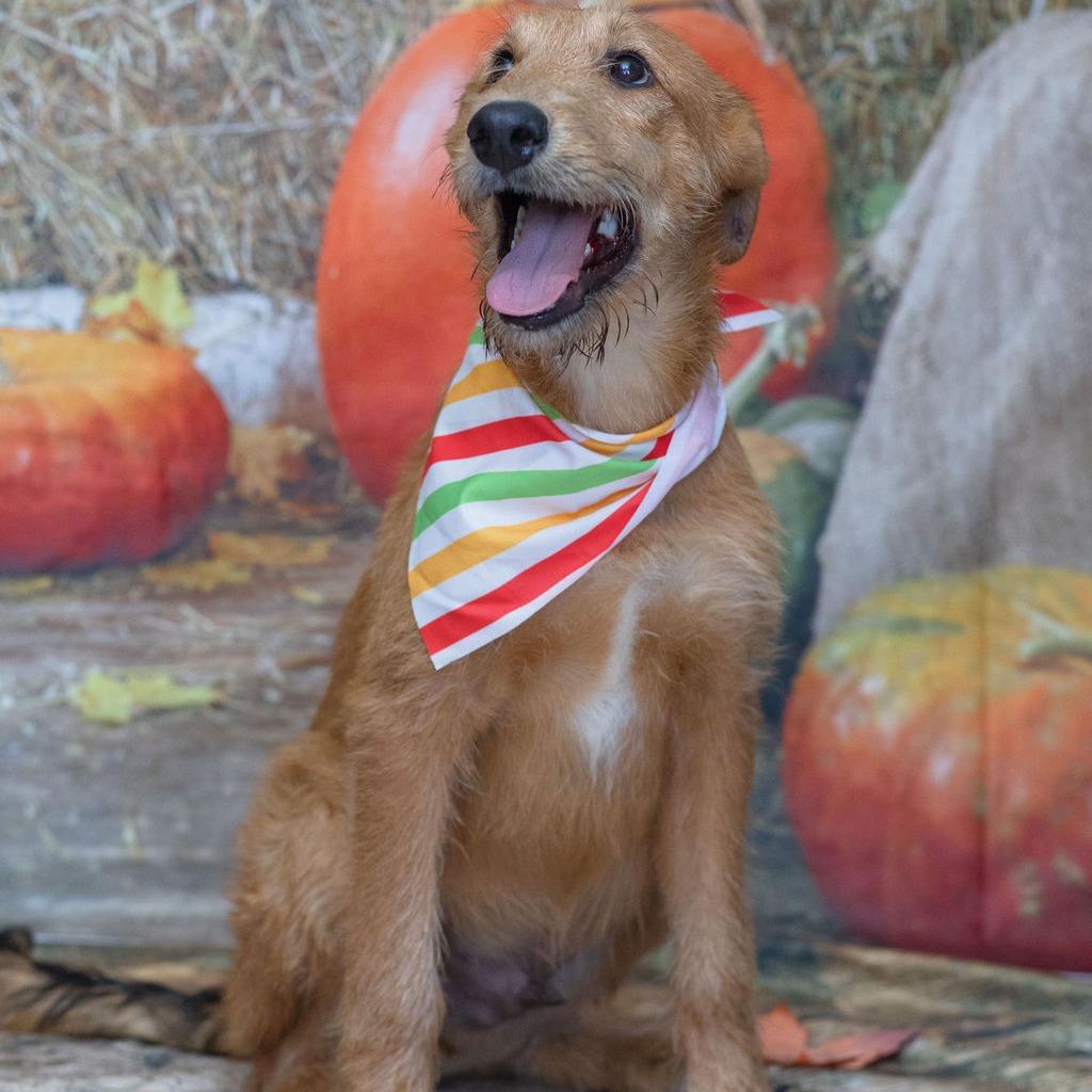 Dukes, Adoptable, Puppy Male Airedale Terrier & Collie.