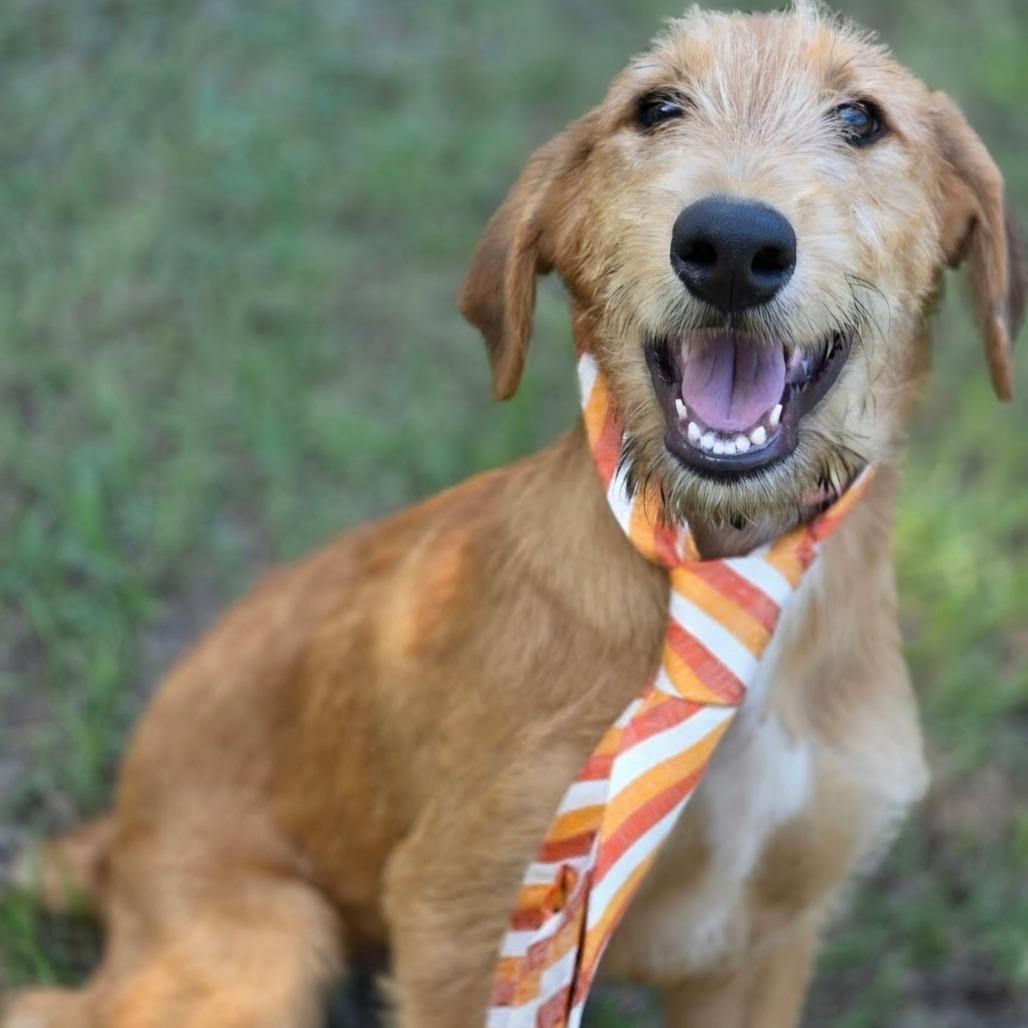 Enlarge Dukes, a Adoptable mixed breed in Brattleboro, VT image 3/5