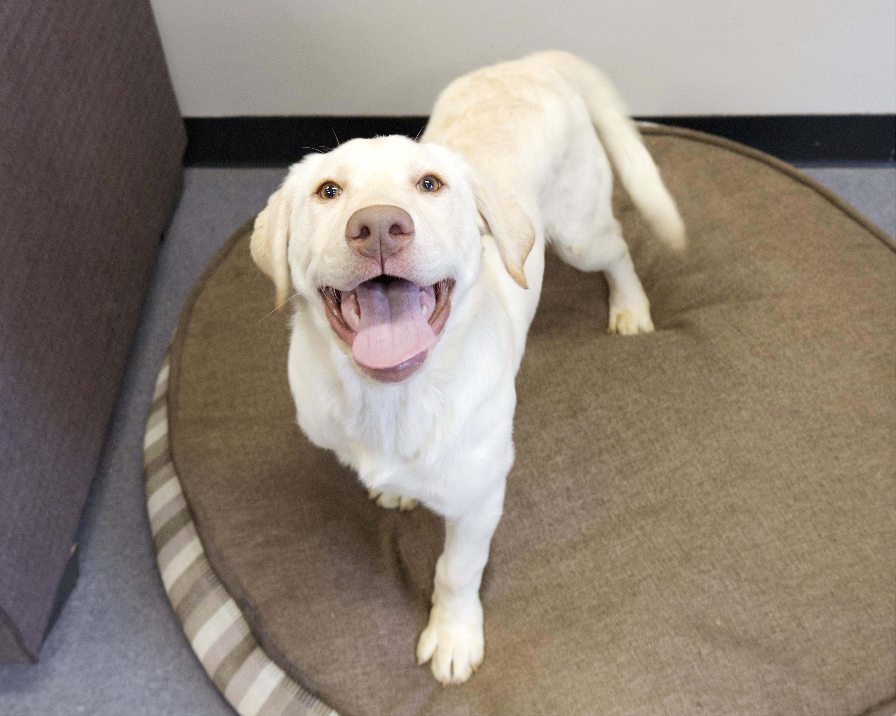 Enlarge Holden, an adopted mixed breed in Winnipeg, MB image 3/3