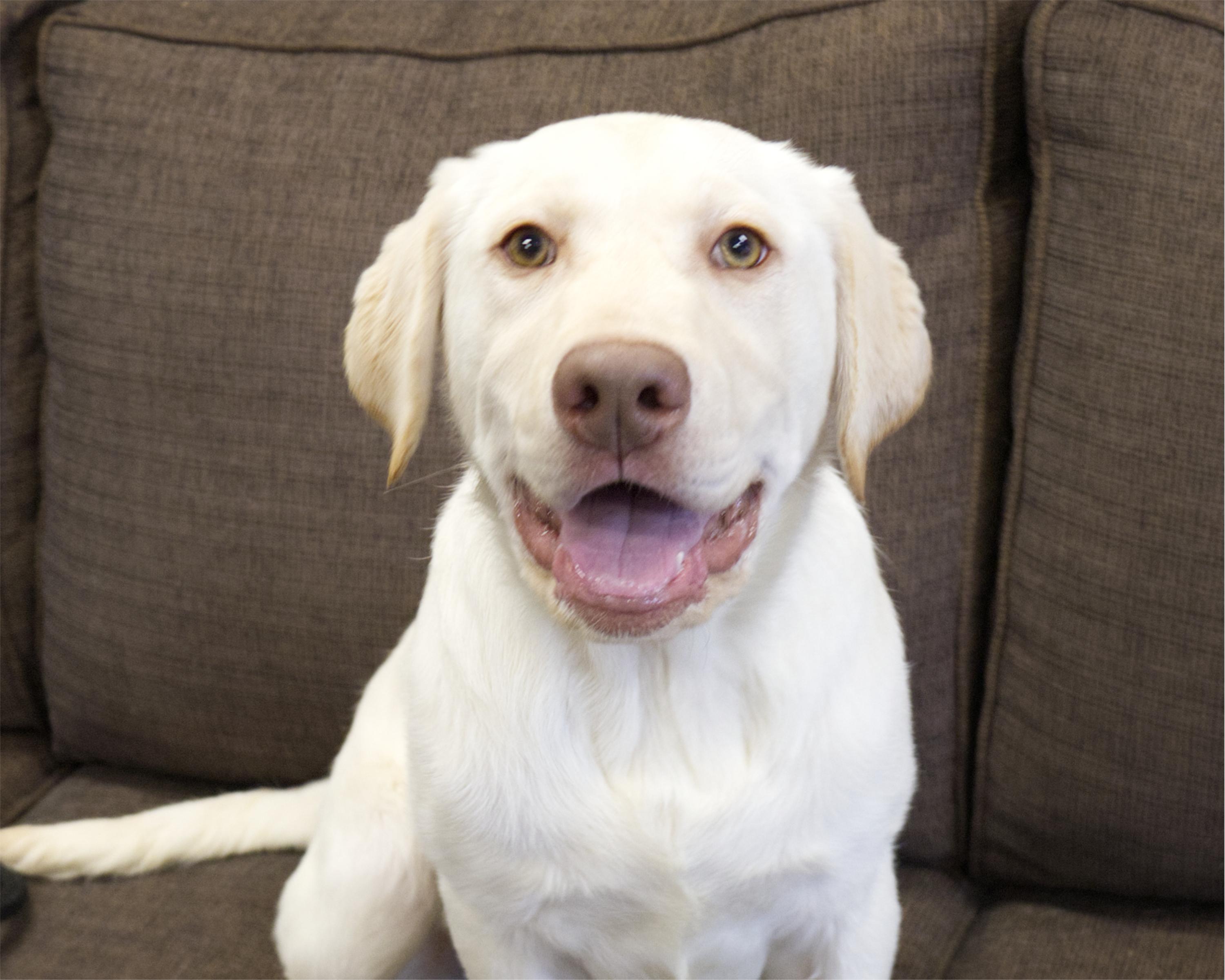 Holden, adopted, Young Male Yellow Labrador Retriever.