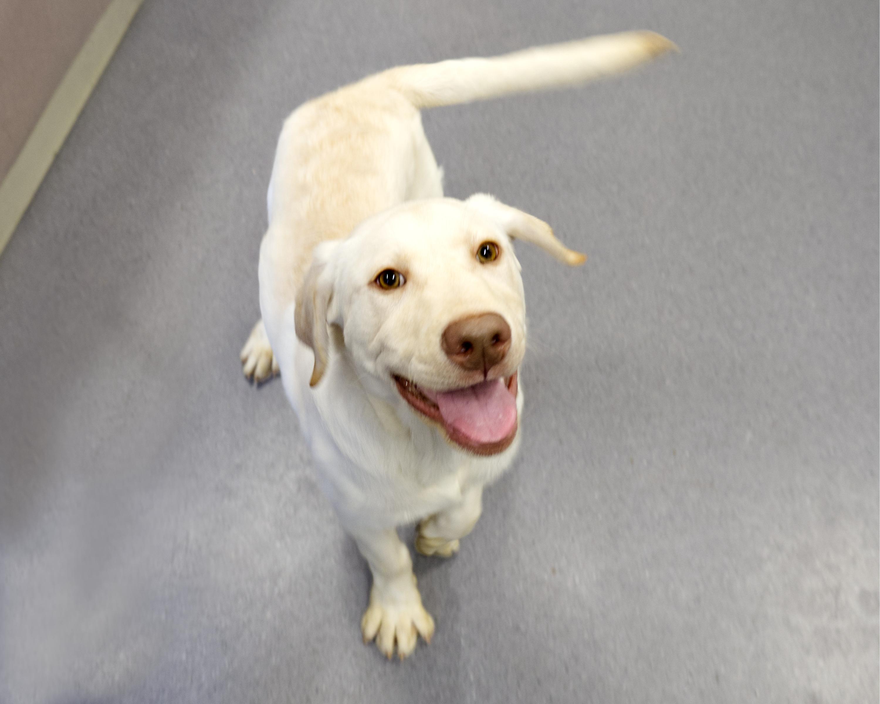 Enlarge Holden, an adopted mixed breed in Winnipeg, MB image 2/3
