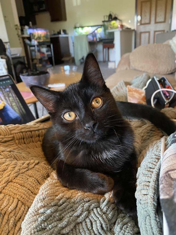 Madonna (25-083 C), Adoptable, Kitten Female Domestic Short Hair.