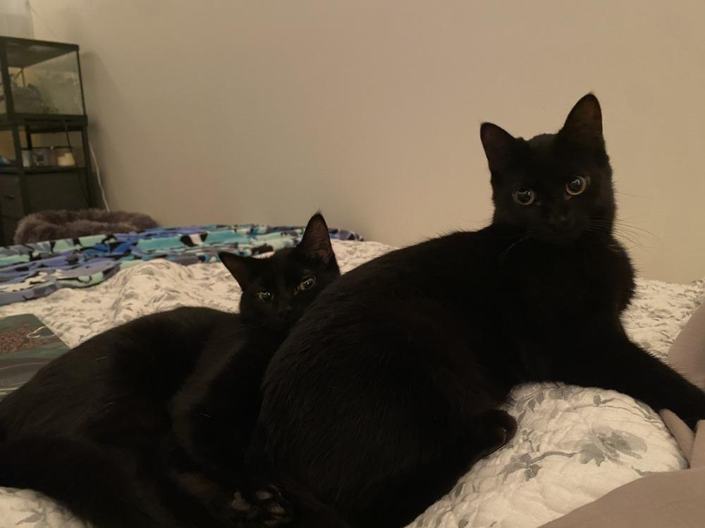 Madonna (25-083 C), a Adoptable Domestic Short Hair in Lansing, MI image 2/6