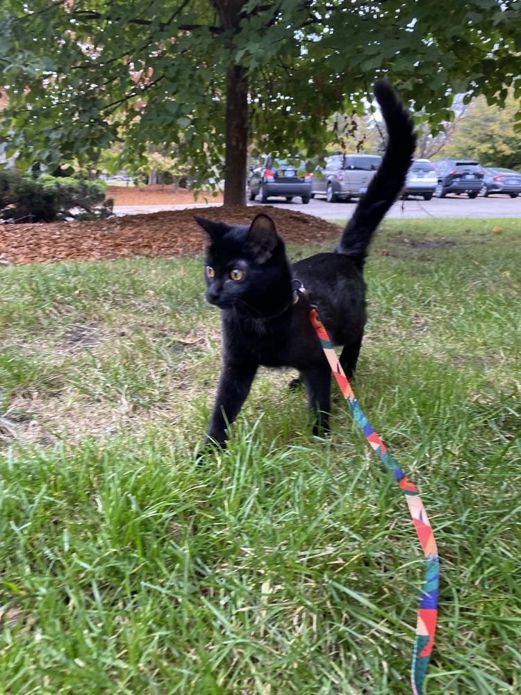 Madonna (25-083 C), a Adoptable Domestic Short Hair in Lansing, MI image 4/6