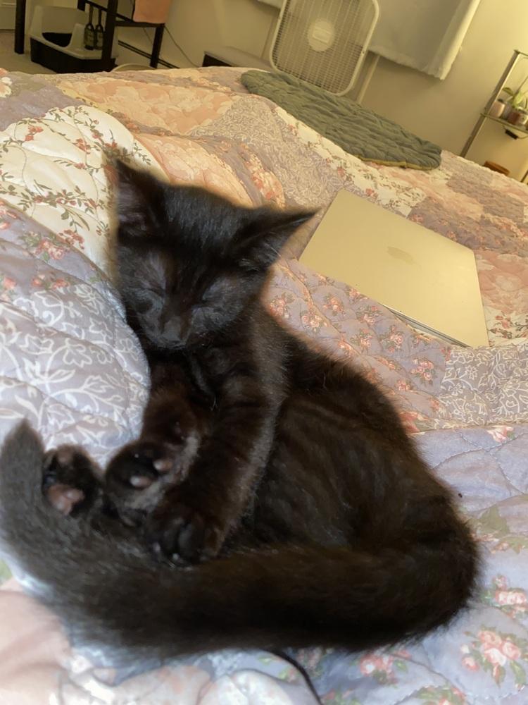 Madonna (25-083 C), a Adoptable Domestic Short Hair in Lansing, MI image 5/6