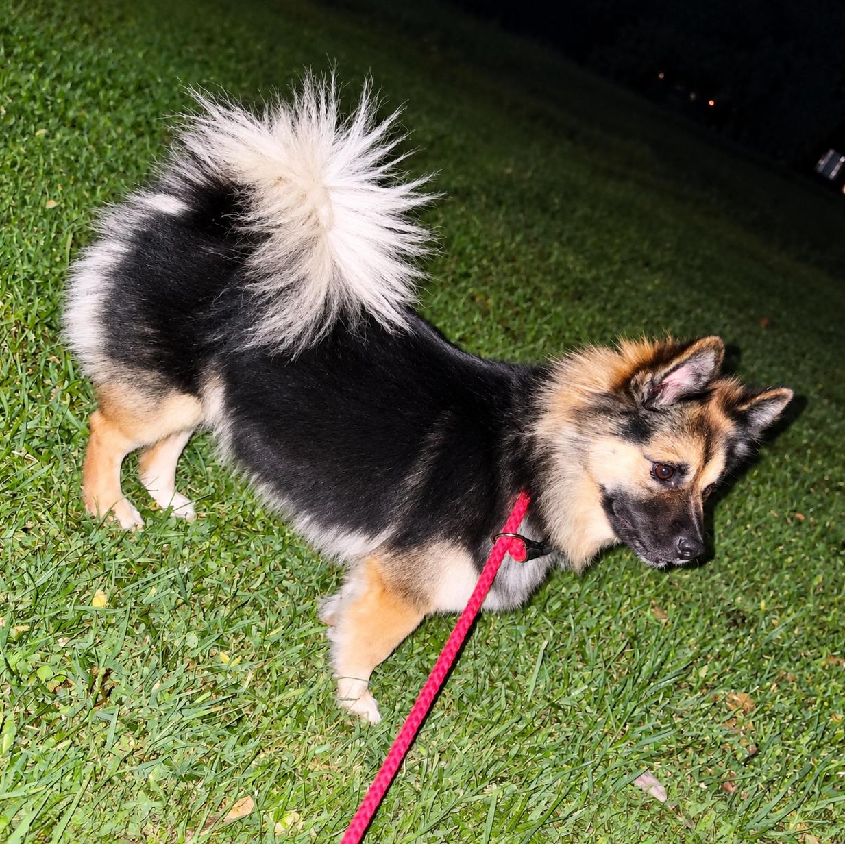 Enlarge Rei, a Adoptable mixed breed in Shinnston, WV image 1/5