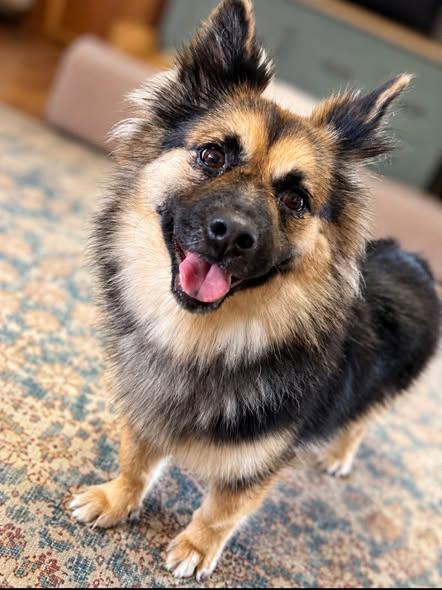 Enlarge Rei, a Adoptable mixed breed in Shinnston, WV image 3/5