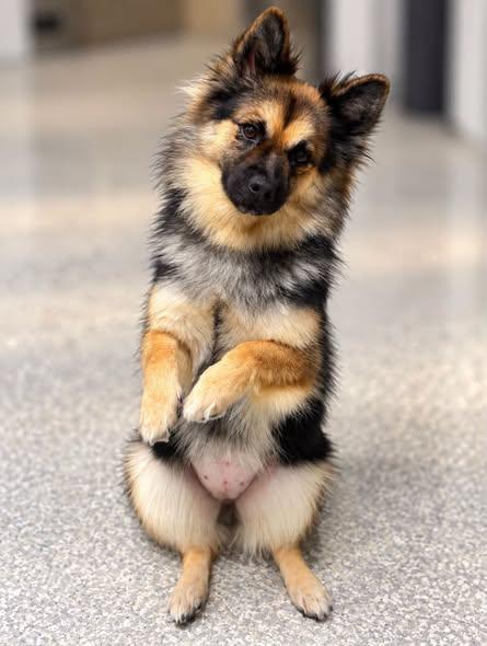 Enlarge Rei, a Adoptable mixed breed in Shinnston, WV image 5/5