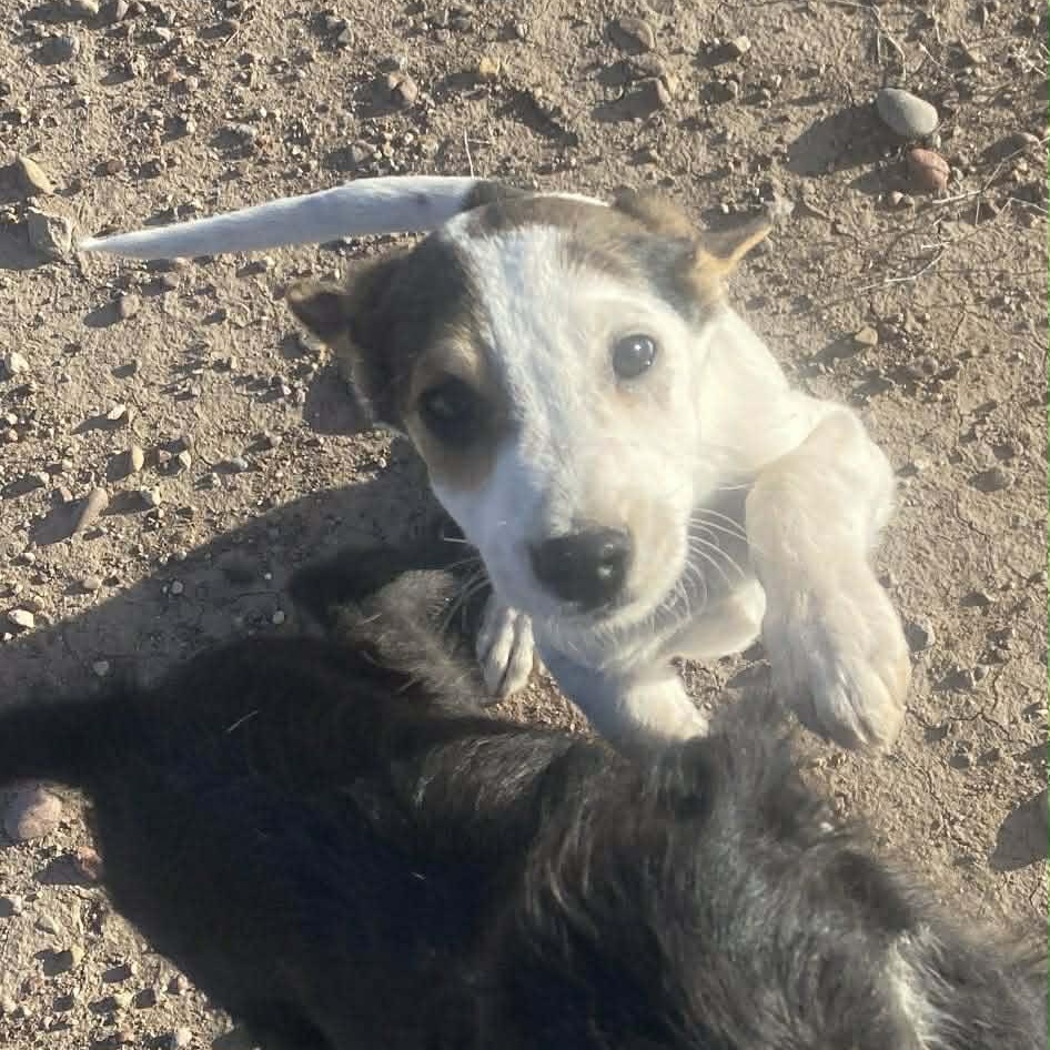 Nouget, ADOPTABLE, Puppy Male Terrier.