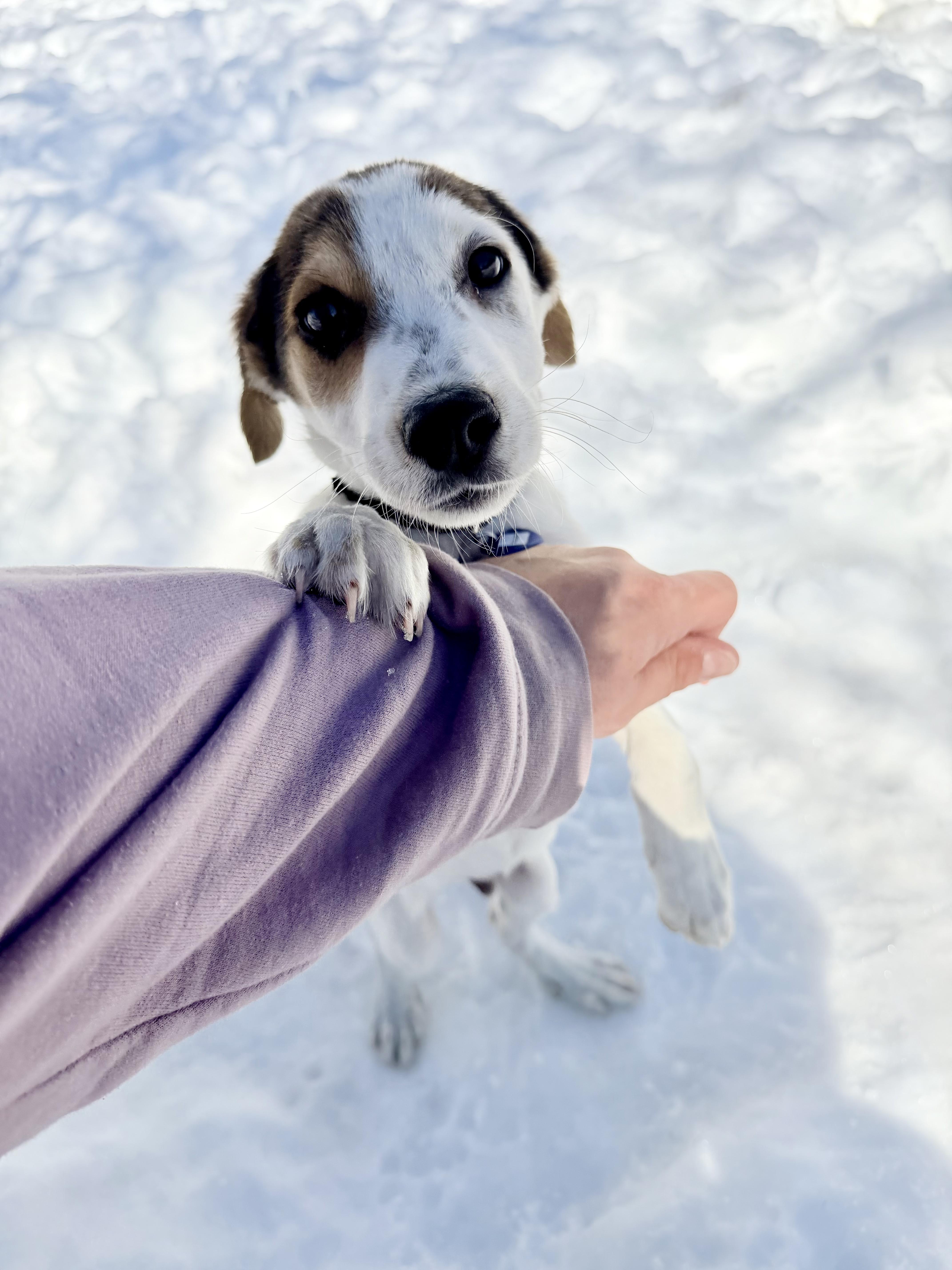 Nouget, ADOPTABLE, Puppy Male Terrier.