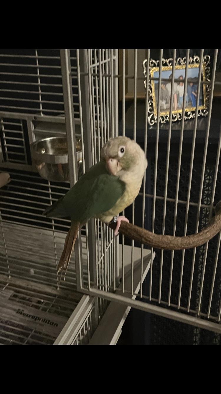 Abraxos, Adopted, Adult Female Conure.