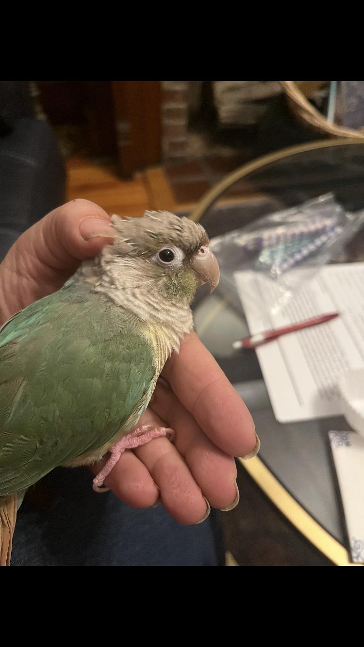 Enlarge Abraxos, a Adopted Conure in Belford, NJ image 3/3