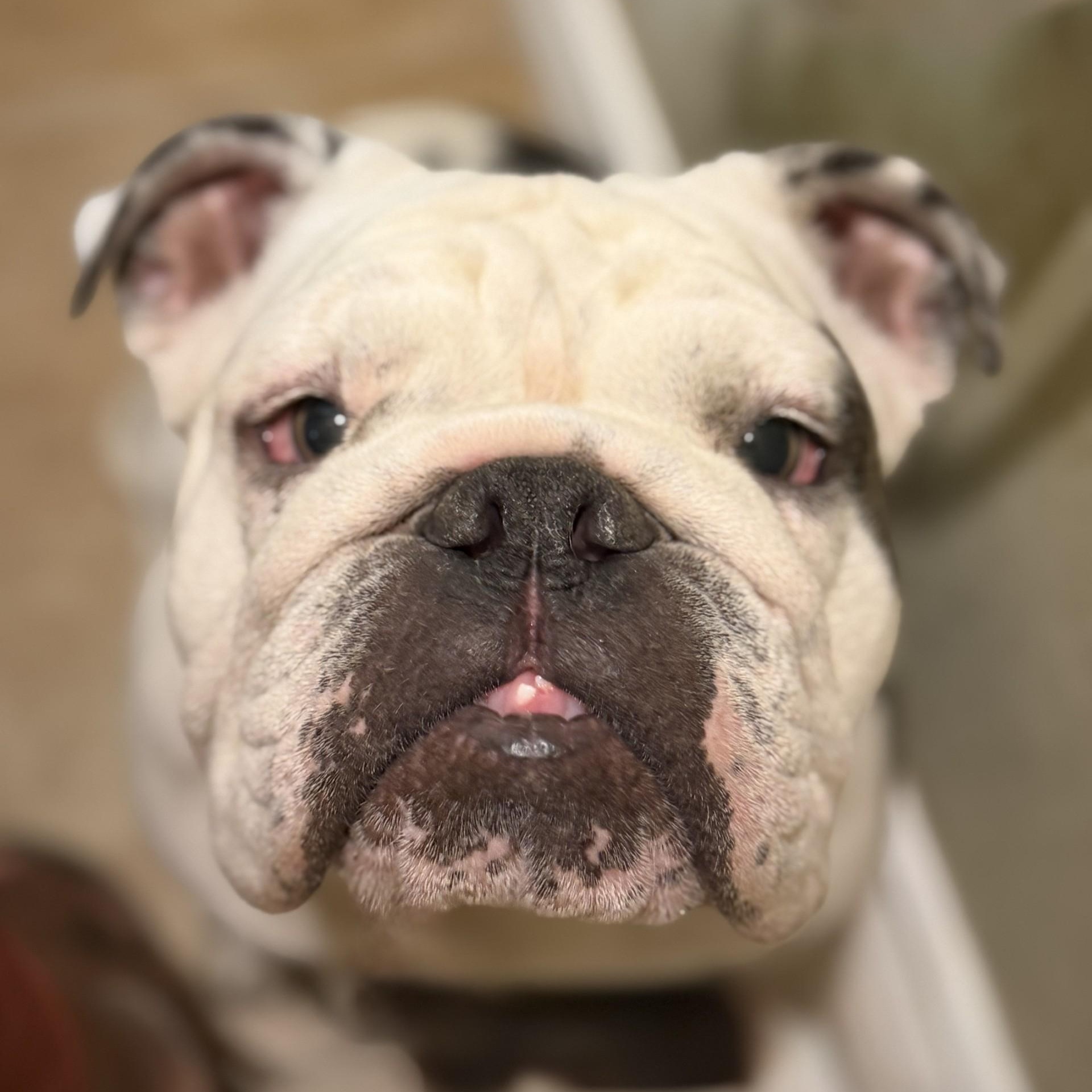 Enlarge Trixie, a ADOPTABLE English Bulldog in Gilbert, AZ image 3/6