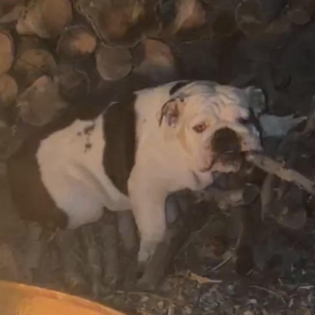 Enlarge Trixie, a ADOPTABLE English Bulldog in Gilbert, AZ image 5/6