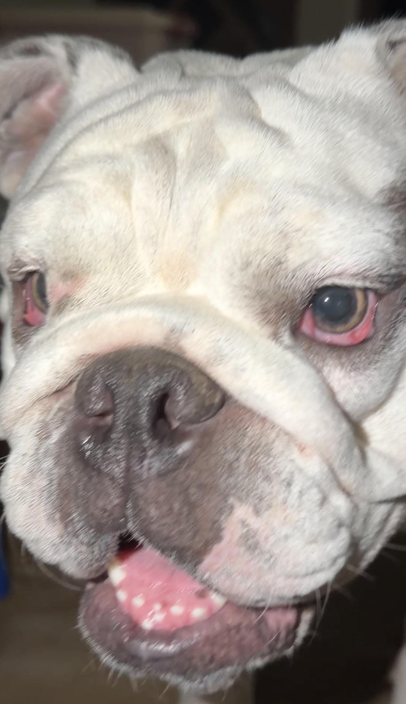 Enlarge Trixie, a ADOPTABLE English Bulldog in Gilbert, AZ image 4/6