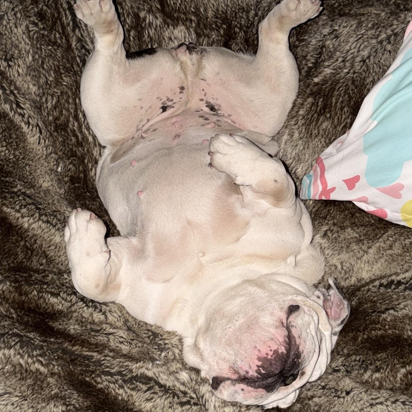 Enlarge Trixie, a ADOPTABLE English Bulldog in Gilbert, AZ image 2/6
