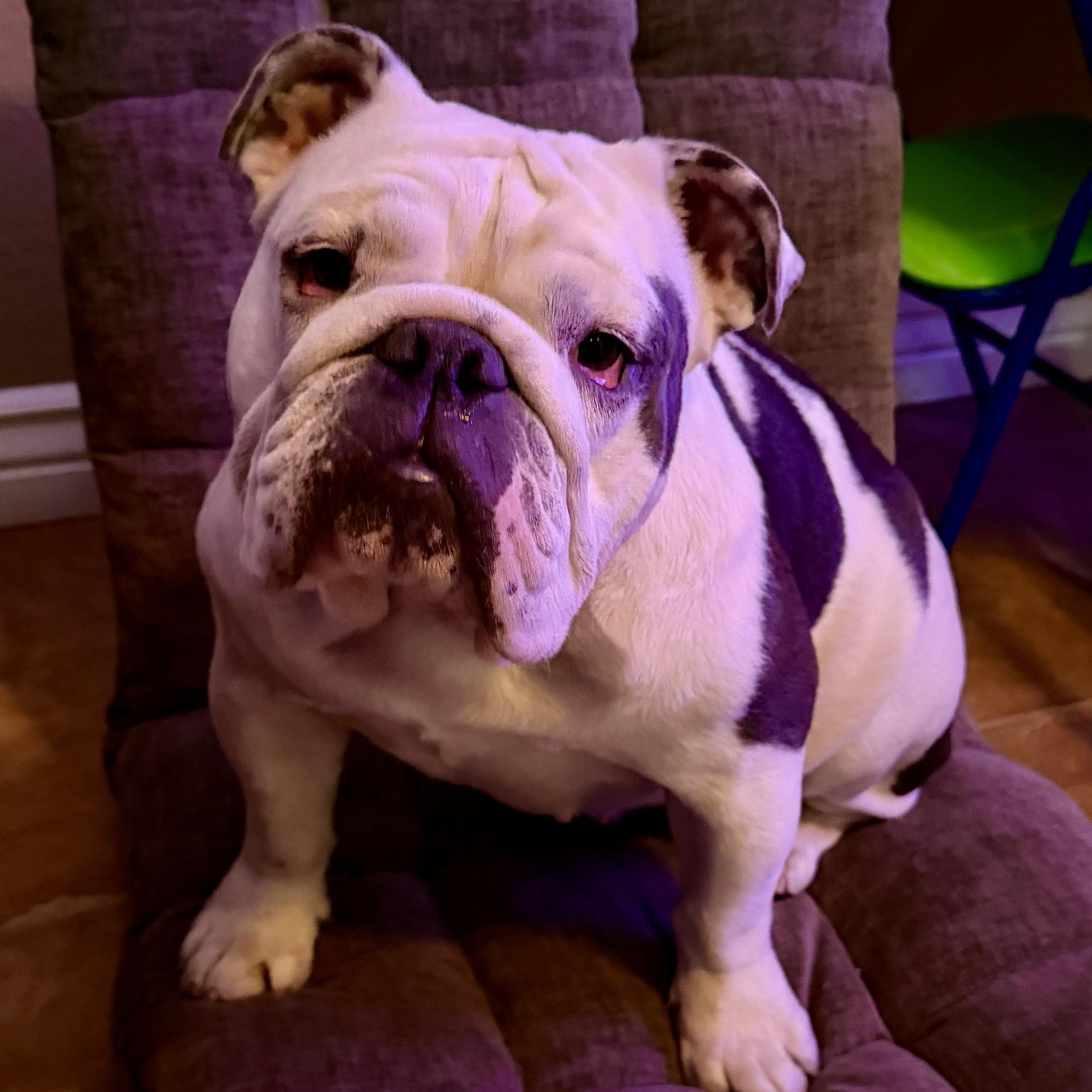Trixie, ADOPTABLE, Adult Female English Bulldog.