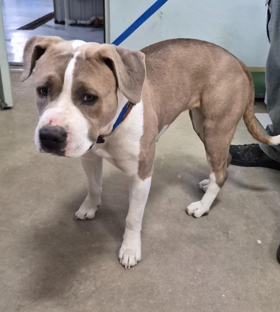 Enlarge Meadow, a Adoptable American Bulldog in Moriarty, NM image 1/2