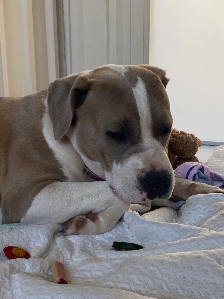 Enlarge Meadow, a Adoptable American Bulldog in Moriarty, NM image 2/2