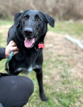 Barney, Adoptable, Young Male Labrador Retriever & Shepherd.