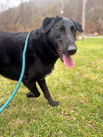 Enlarge Barney, a Adoptable mixed breed in Bedford Hills, NY image 2/6