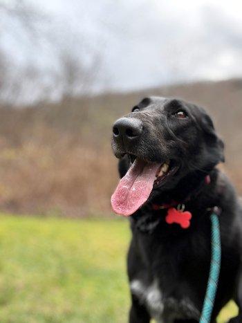 Enlarge Barney, a Adoptable mixed breed in Bedford Hills, NY image 3/6