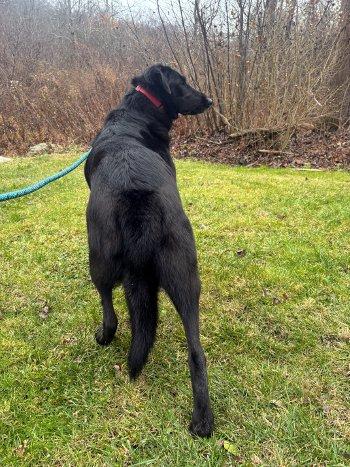 Enlarge Barney, a Adoptable mixed breed in Bedford Hills, NY image 4/6