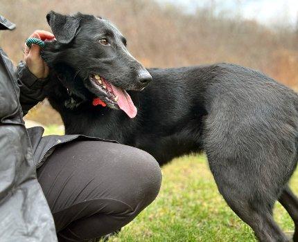 Enlarge Barney, a Adoptable mixed breed in Bedford Hills, NY image 5/6