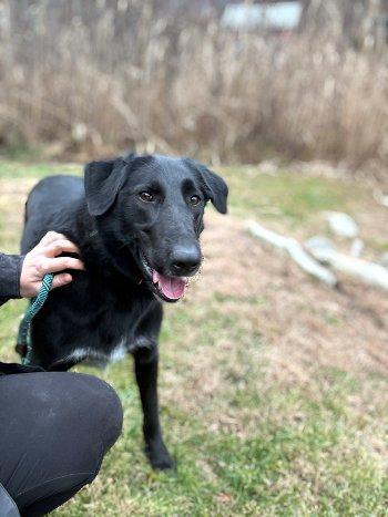 Enlarge Barney, a Adoptable mixed breed in Bedford Hills, NY image 6/6