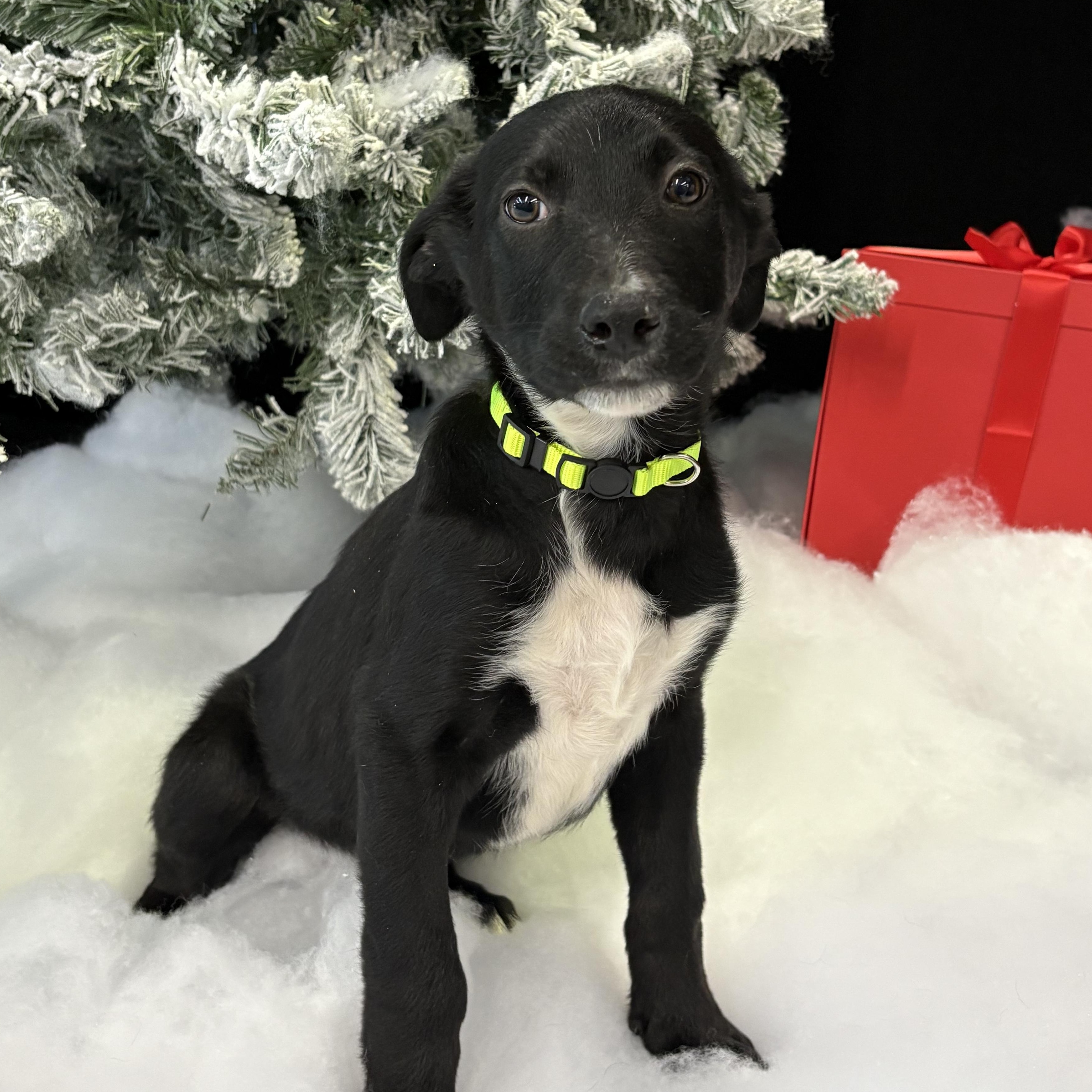 Enlarge Jingle Bells, a Adoptable mixed breed in Henderson, NV image 1/1
