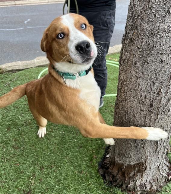 Buck, a ADOPTABLE mixed breed in Phoenix, OR image 1/3