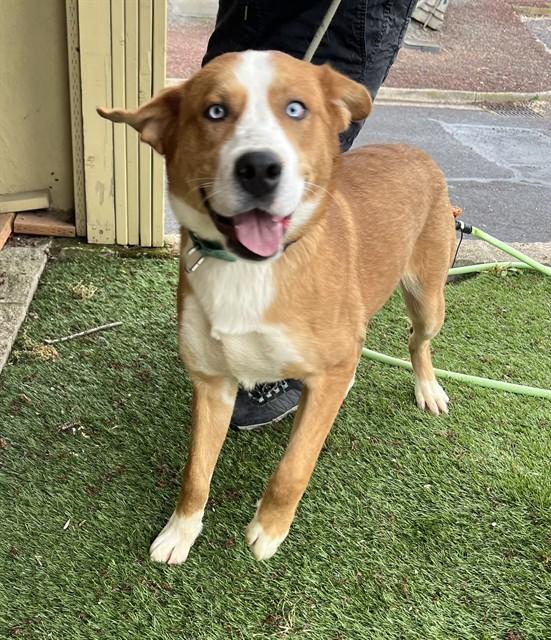 Buck, a ADOPTABLE mixed breed in Phoenix, OR image 2/3
