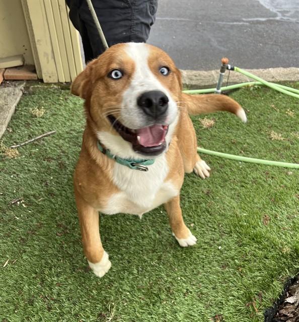Buck, a ADOPTABLE mixed breed in Phoenix, OR image 3/3