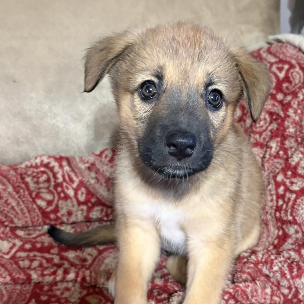 Enlarge Celexa, a Adoptable mixed breed in Chaska, MN image 1/6