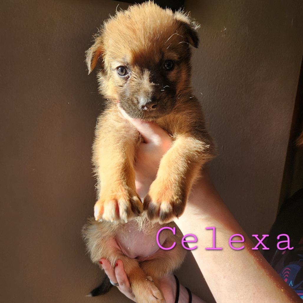 Enlarge Celexa, a Adoptable mixed breed in Chaska, MN image 2/6
