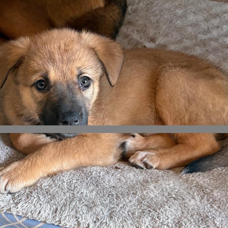 Enlarge Celexa, a Adoptable mixed breed in Chaska, MN image 3/6