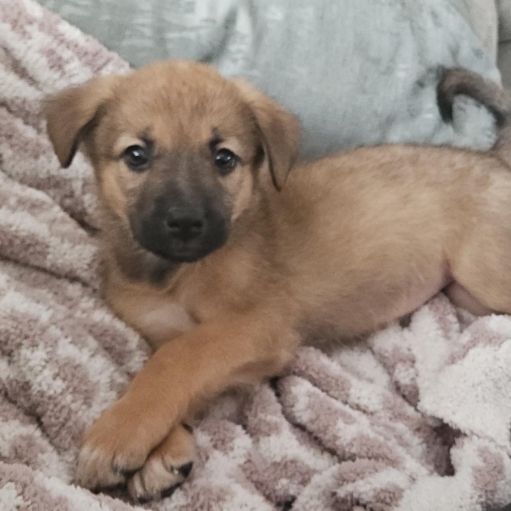 Enlarge Celexa, a Adoptable mixed breed in Chaska, MN image 4/6