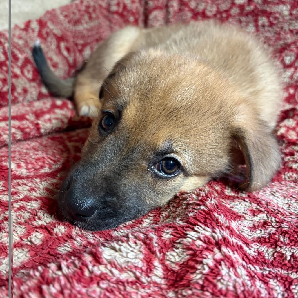 Enlarge Celexa, a Adoptable mixed breed in Chaska, MN image 5/6