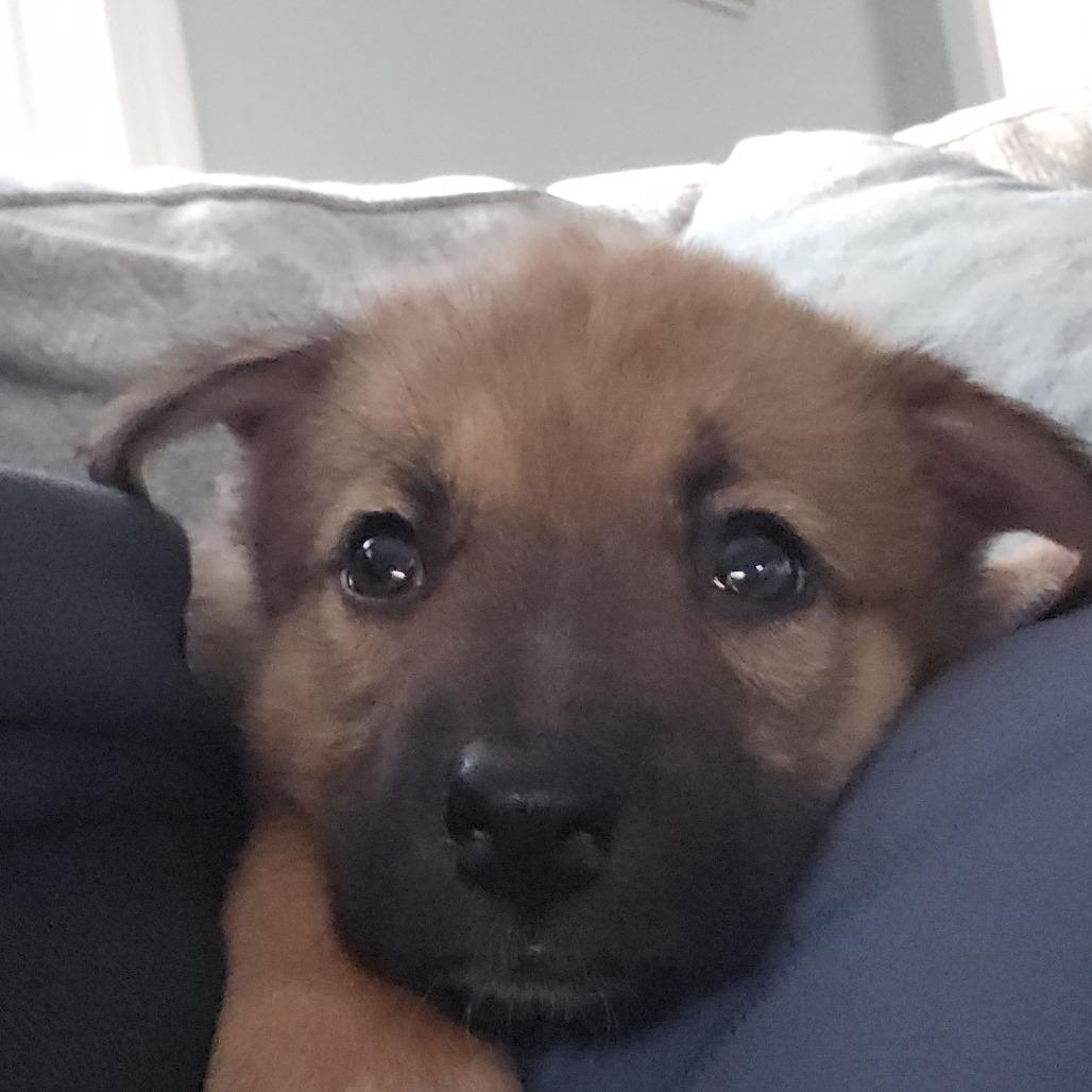 Enlarge Celexa, a Adoptable mixed breed in Chaska, MN image 6/6