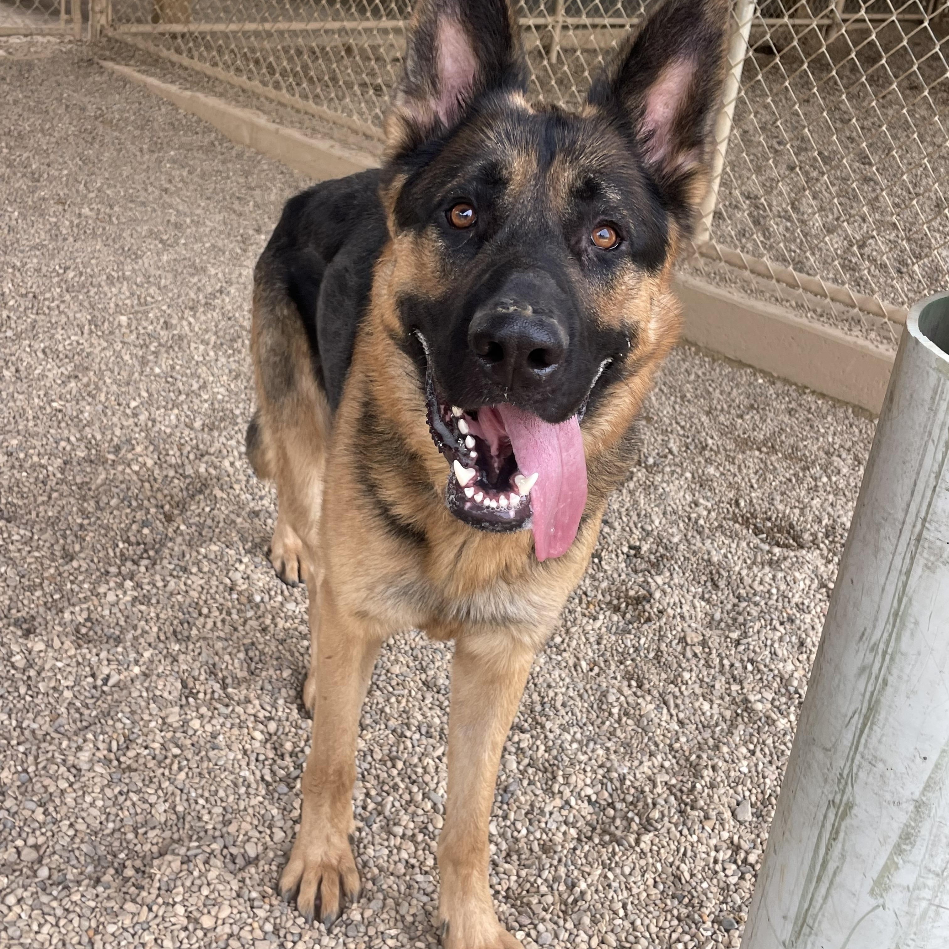 Rambo, Young Male German Shepherd Dog