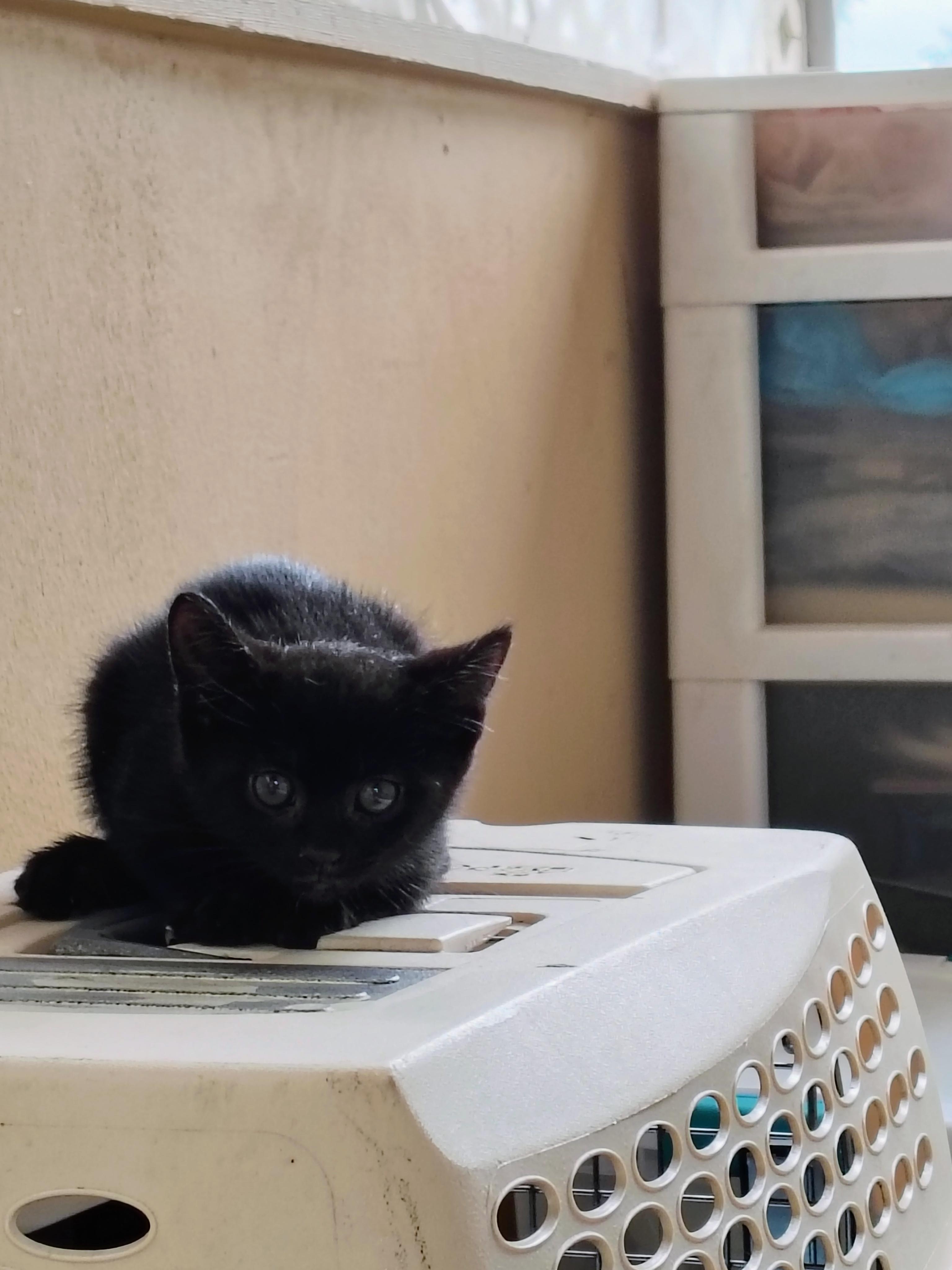 Jenna (Community Assist), Baby Female Domestic Short Hair