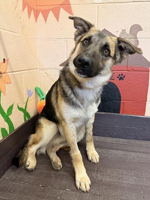 Enlarge SCOUT, a Adoptable German Shepherd Dog in Castaic, CA image 1/1