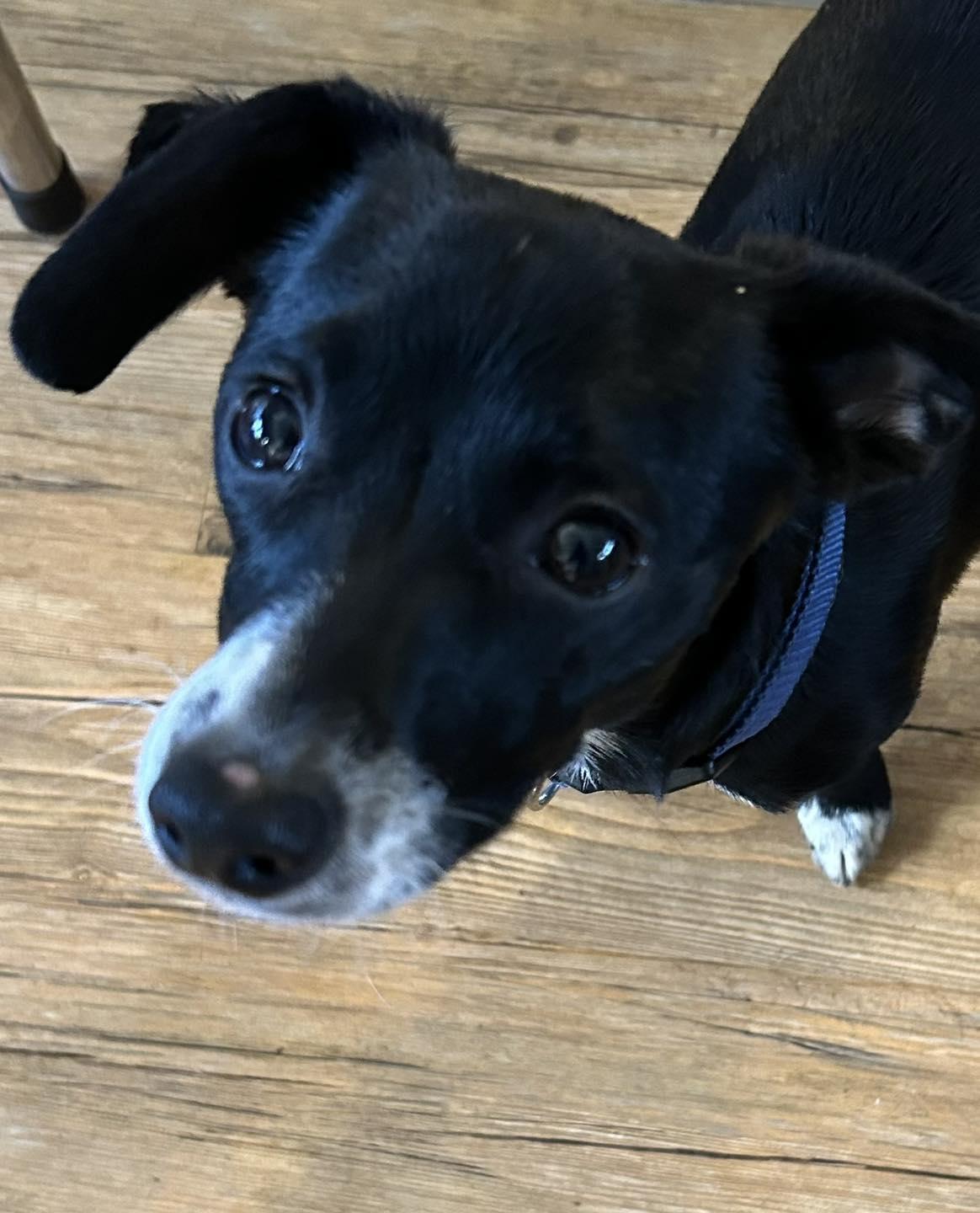 Enlarge Joey, an adopted mixed breed in Winsted, CT image 2/3